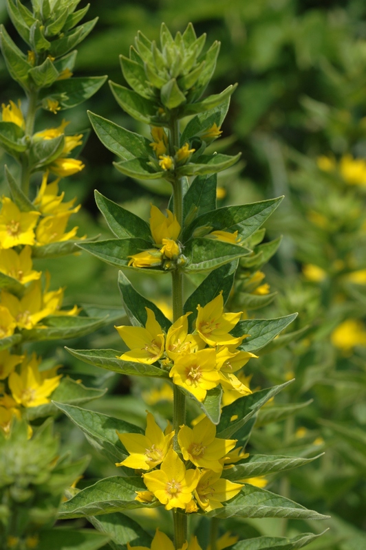 Изображение особи Lysimachia punctata.