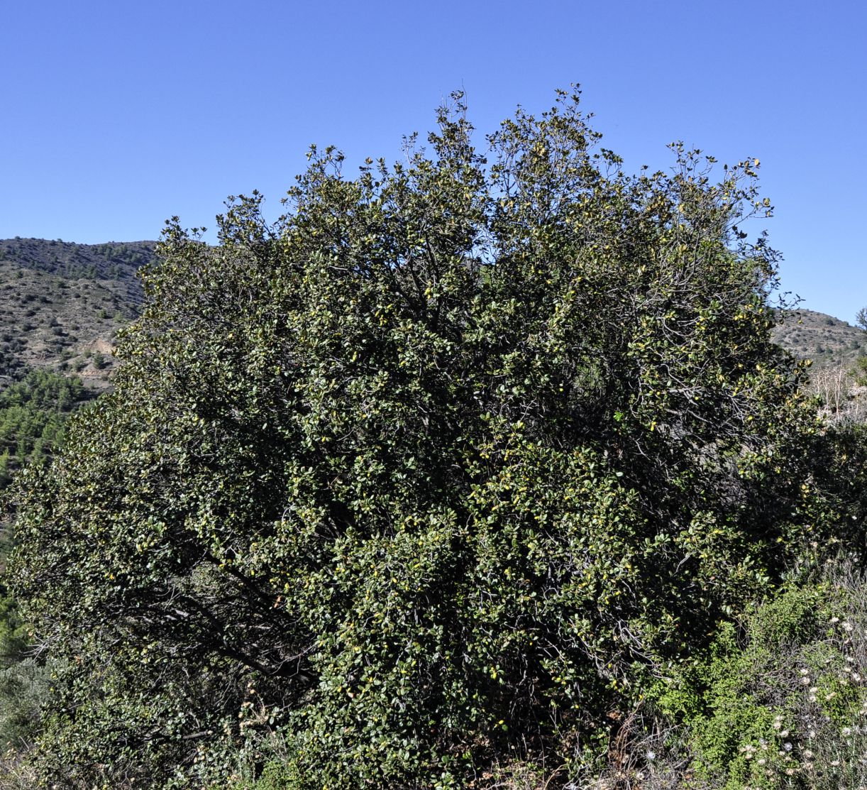 Image of Quercus alnifolia specimen.