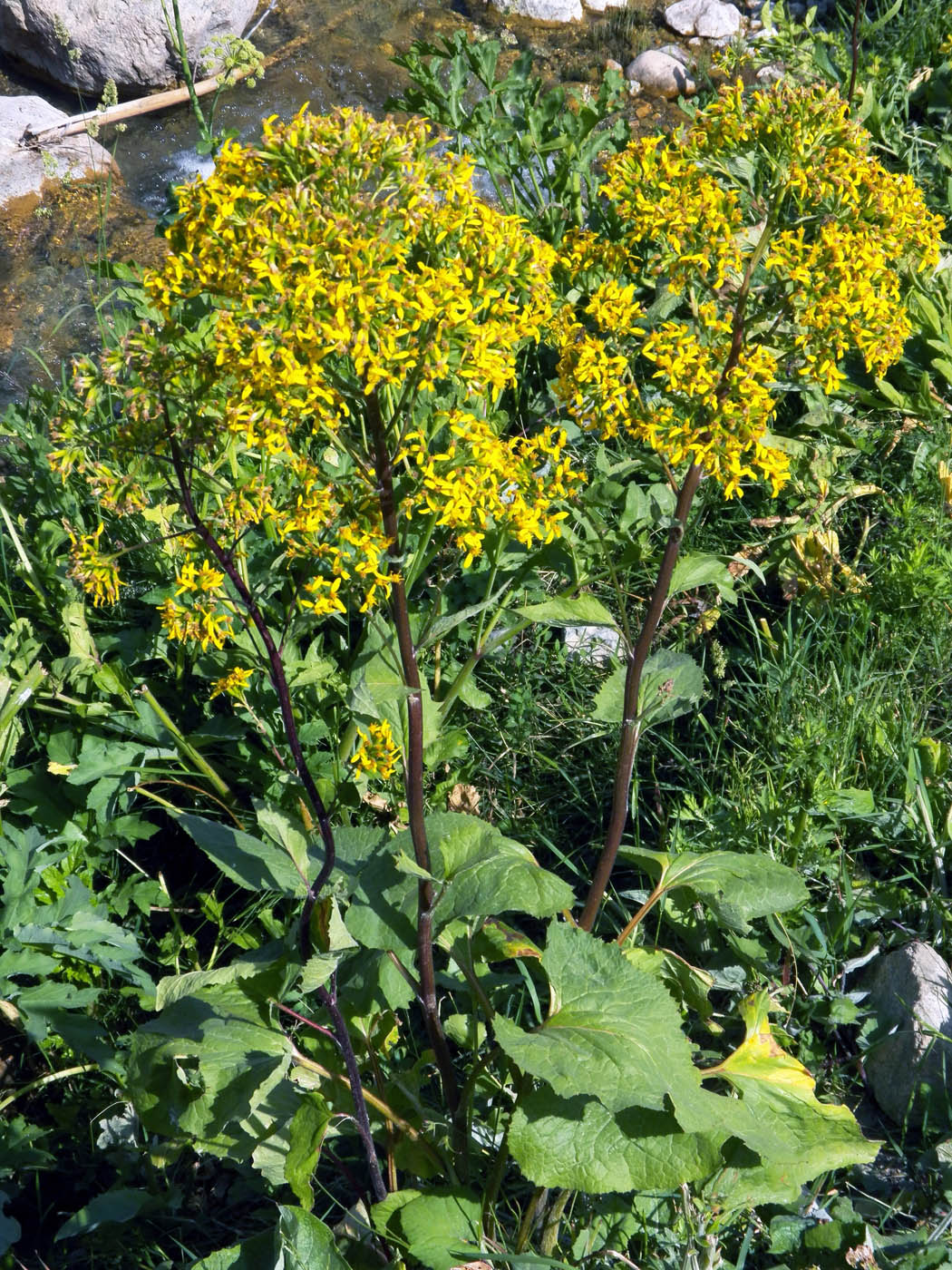 Image of Ligularia thomsonii specimen.