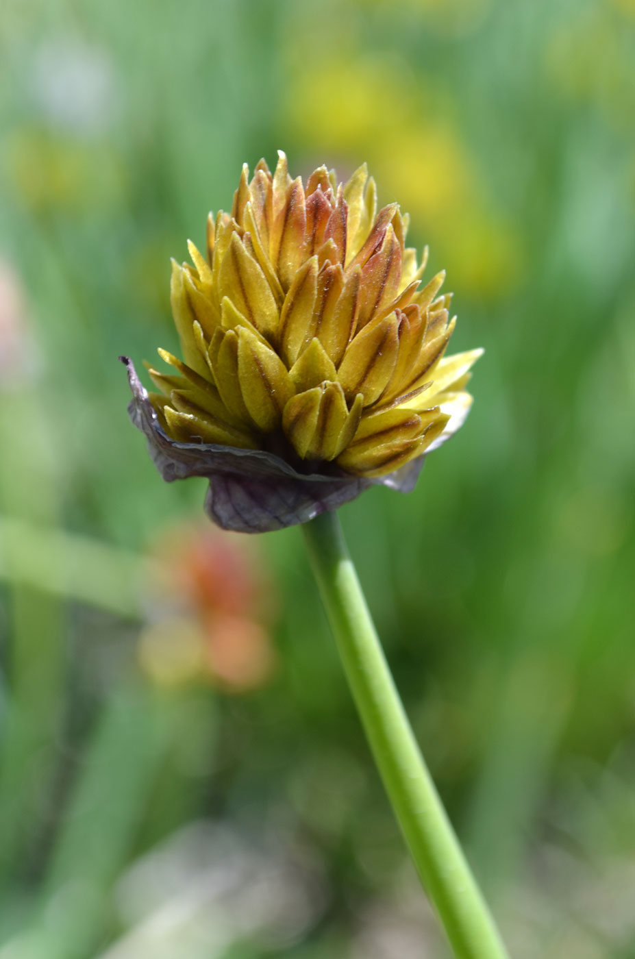 Image of Allium fedtschenkoanum specimen.