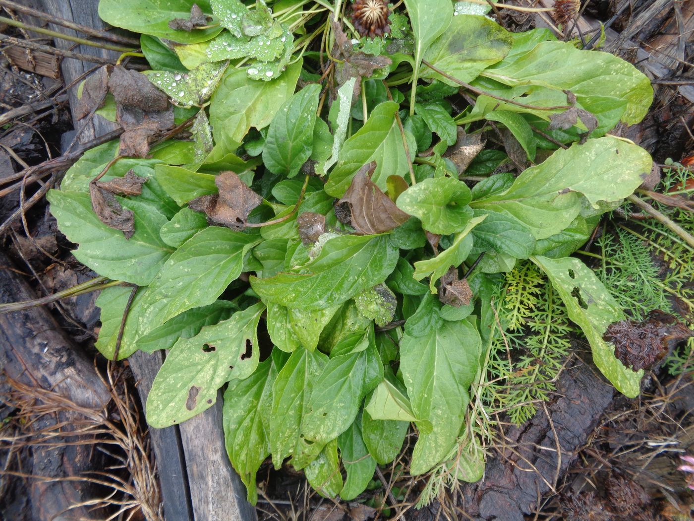 Image of Prunella vulgaris specimen.
