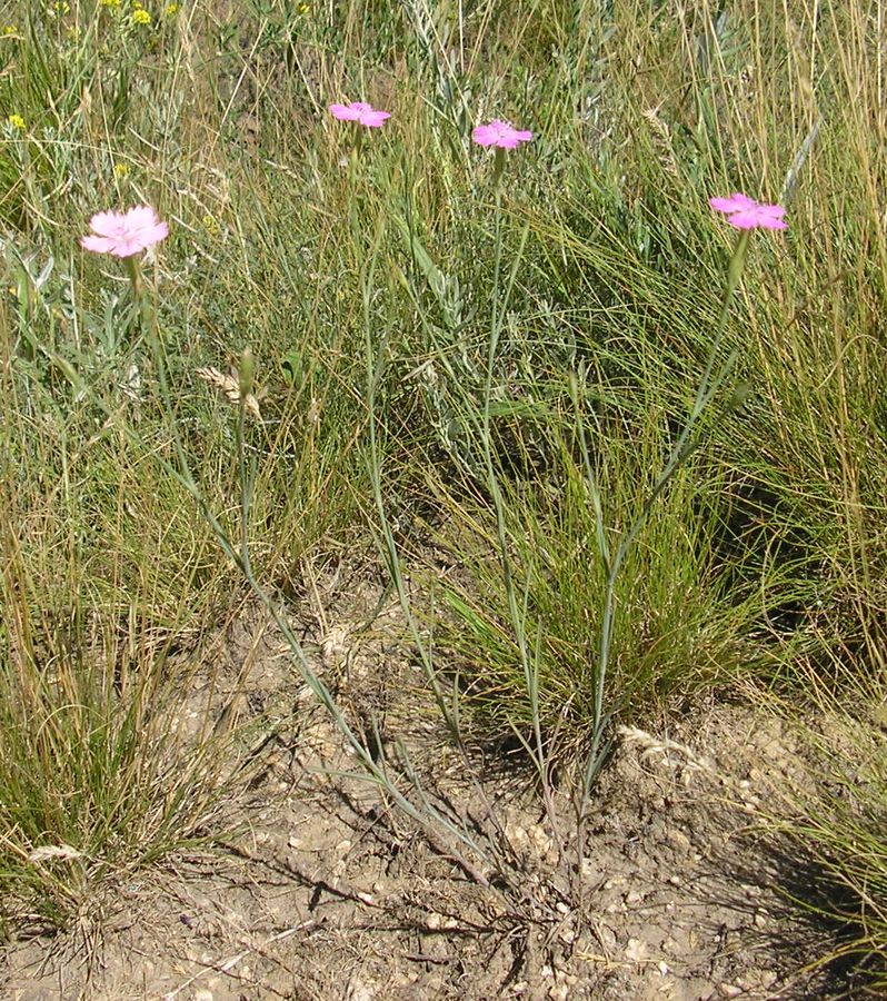 Image of Dianthus guttatus specimen.