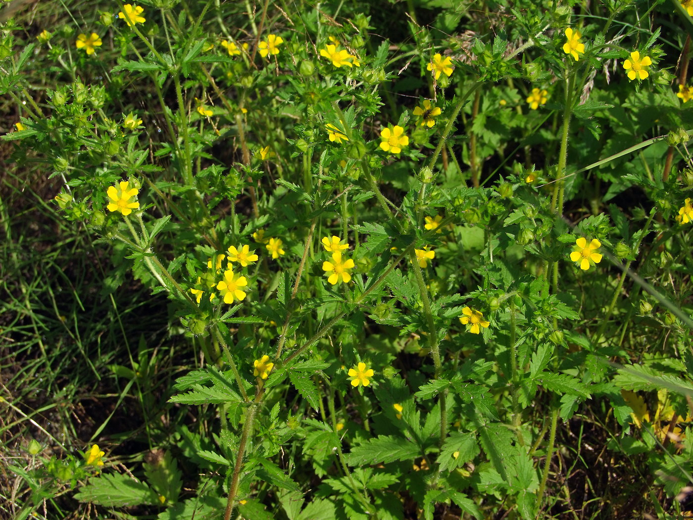 Image of Potentilla norvegica specimen.