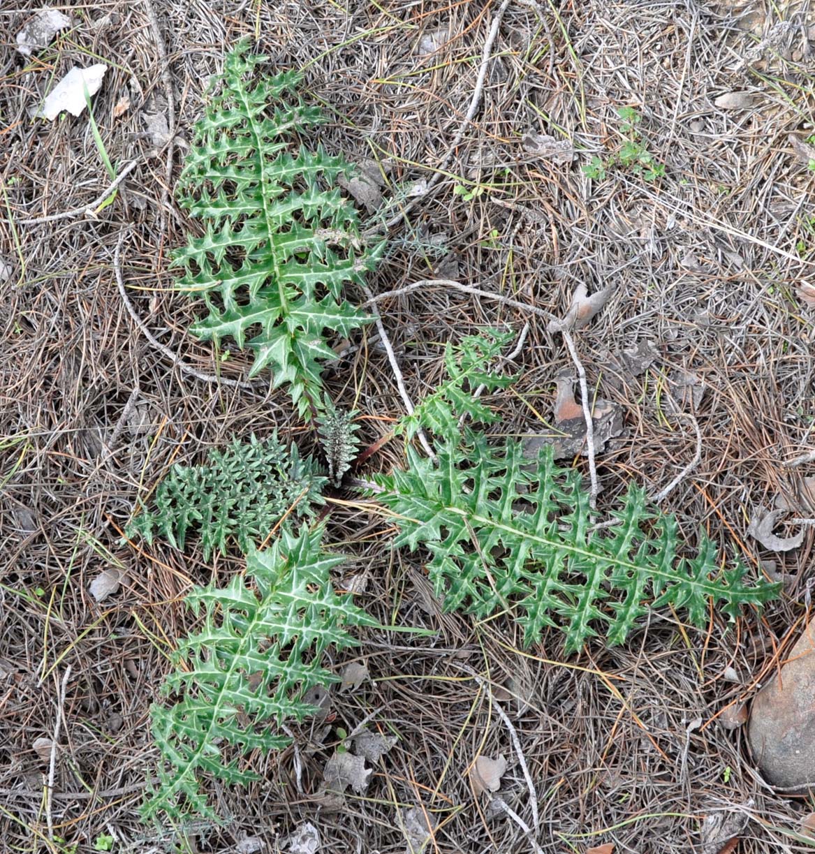 Изображение особи семейство Asteraceae.