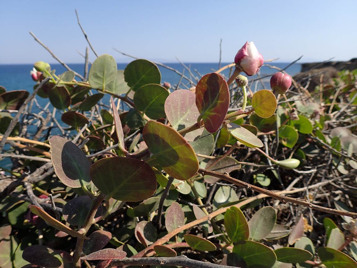 Image of Capparis orientalis specimen.