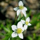 Anemonastrum calvum