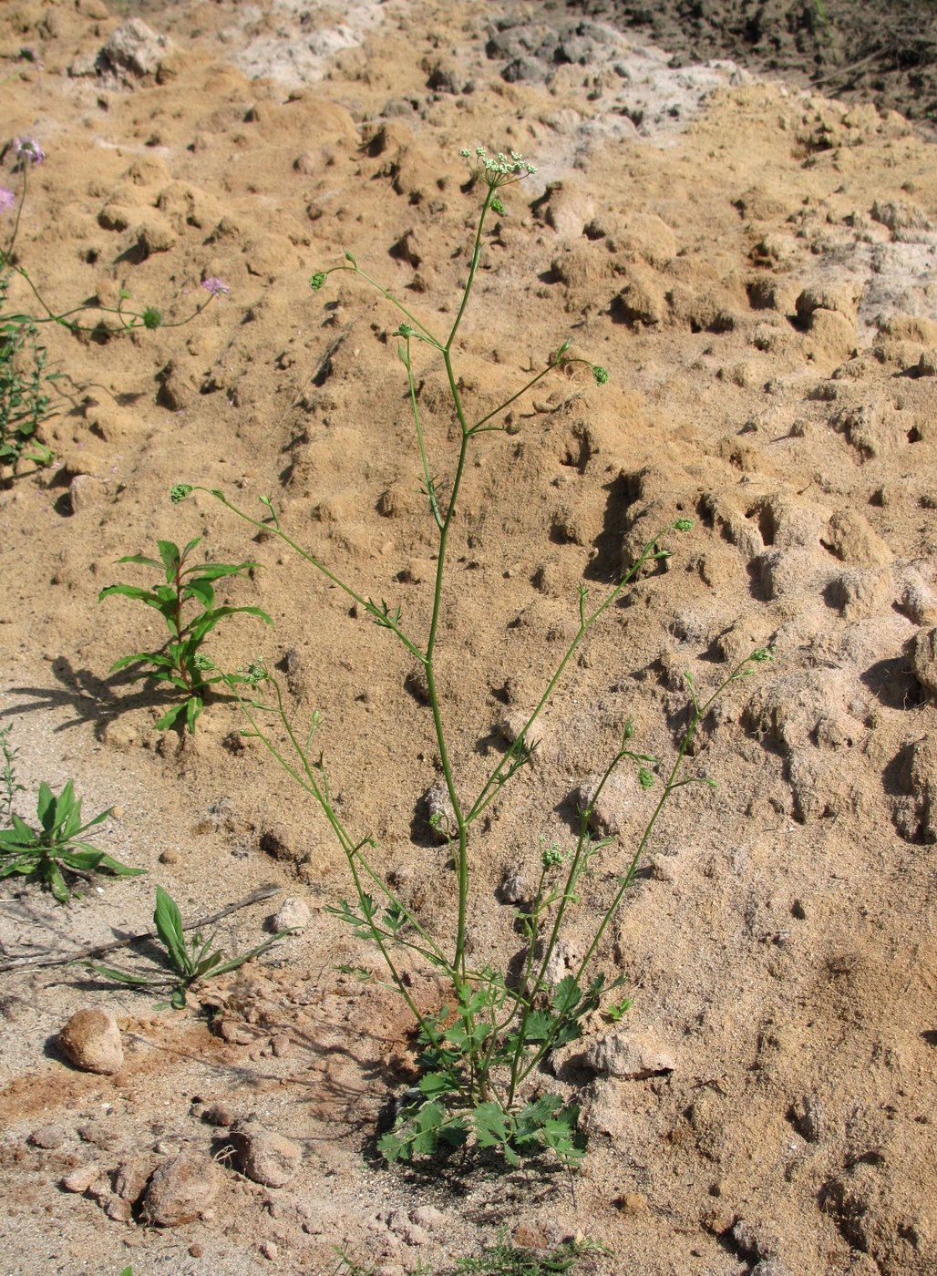 Image of Pimpinella saxifraga specimen.