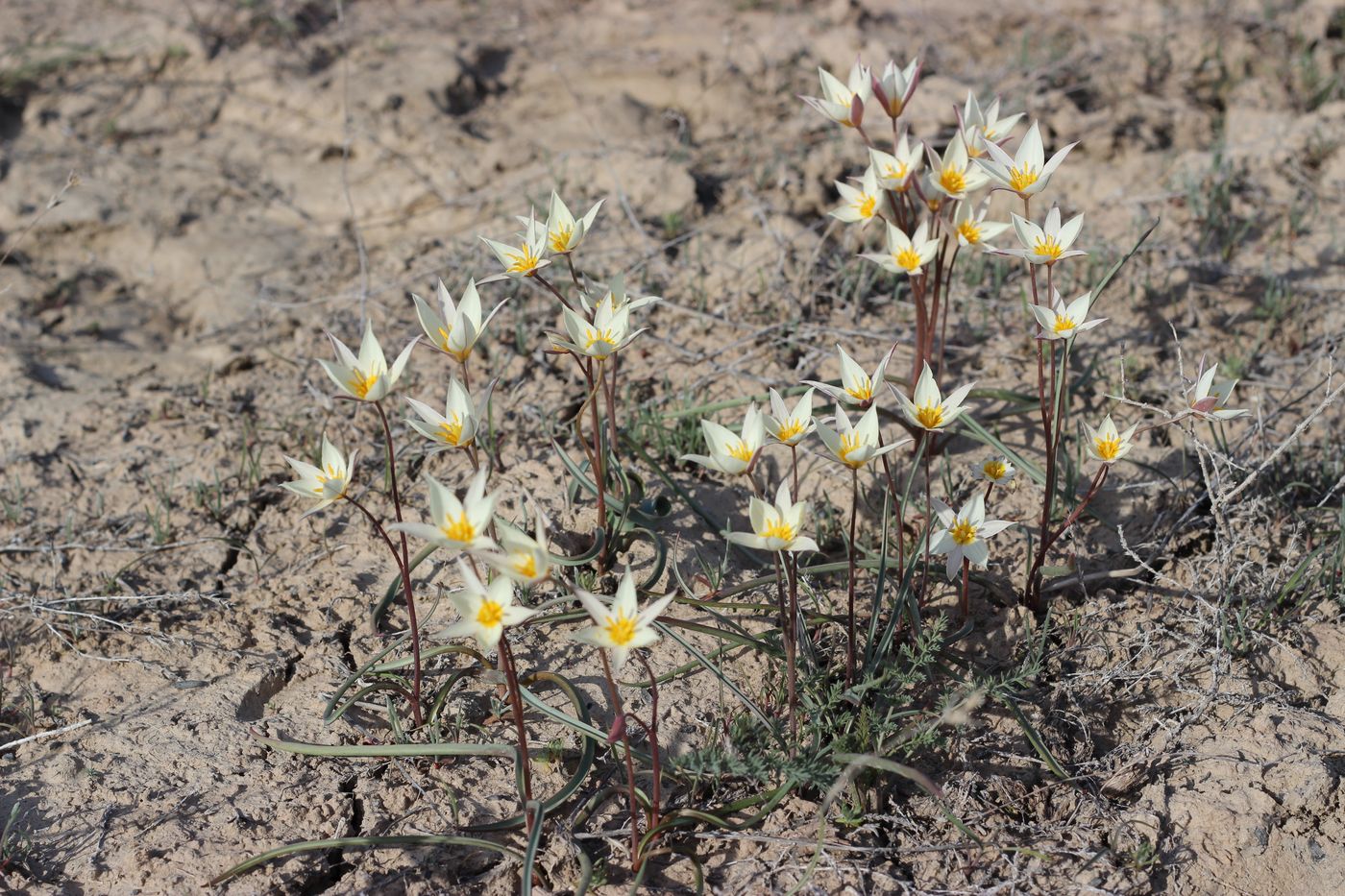 Image of Tulipa buhseana specimen.