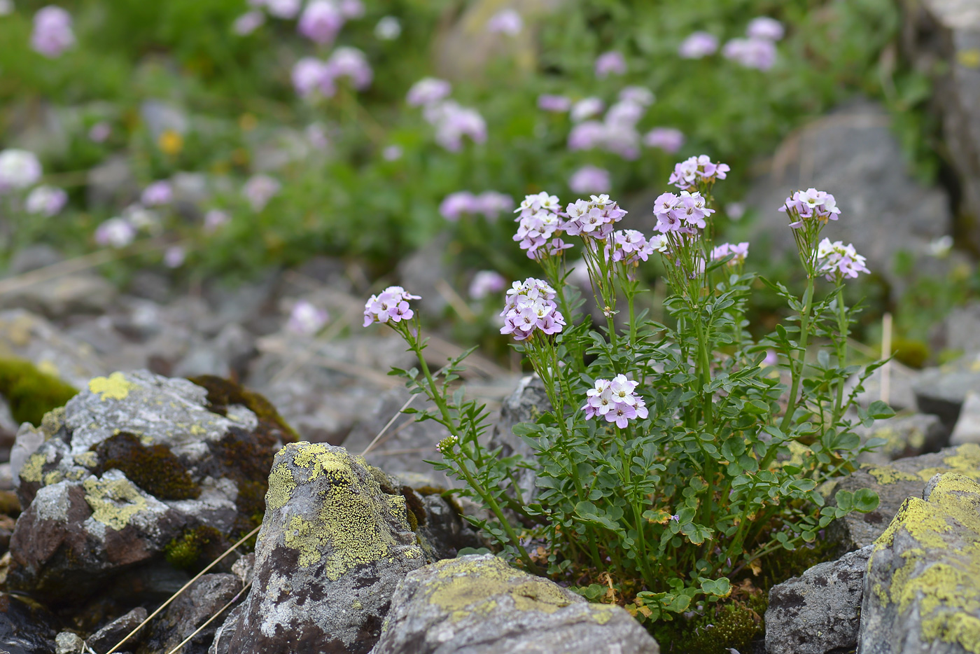 Image of Cardamine uliginosa specimen.