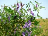 Vicia cracca
