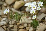 genus Cerastium