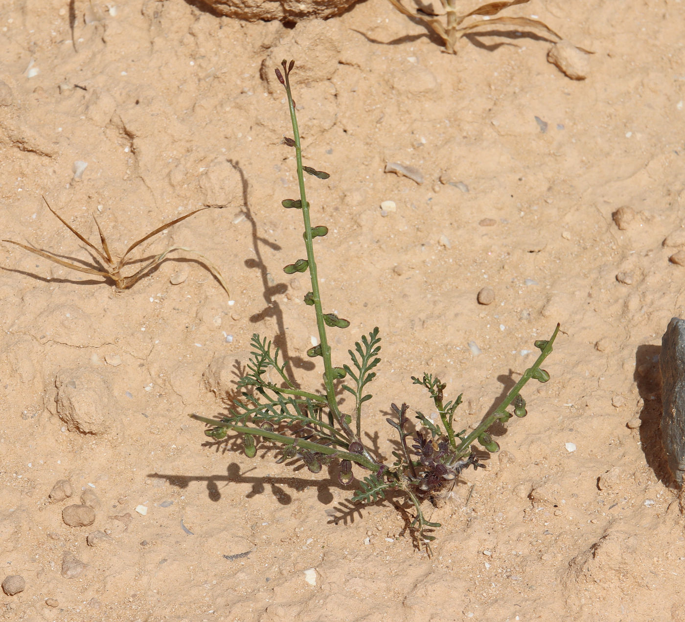 Image of Carrichtera annua specimen.