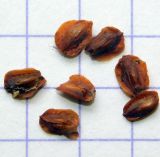 Chamaecyparis lawsoniana