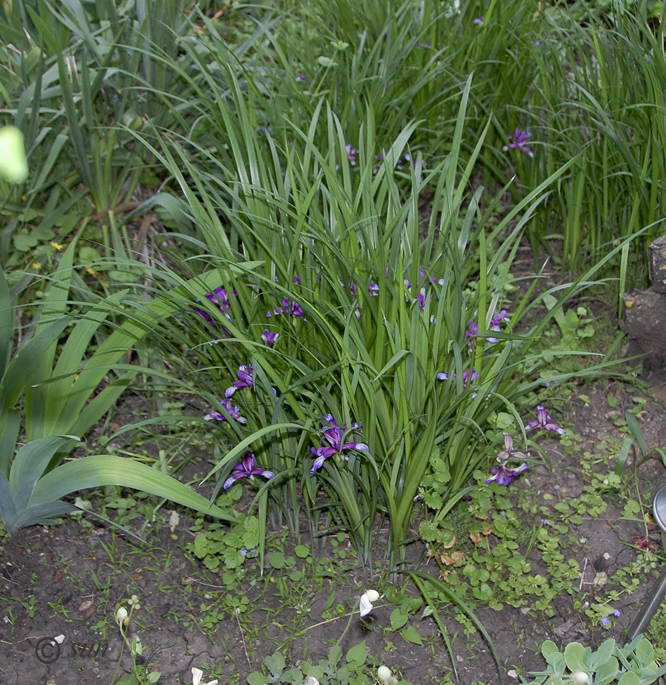 Image of Iris graminea specimen.