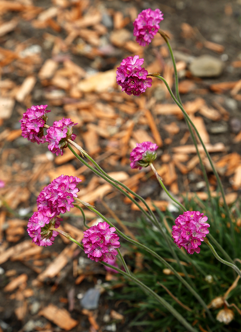 Изображение особи род Armeria.