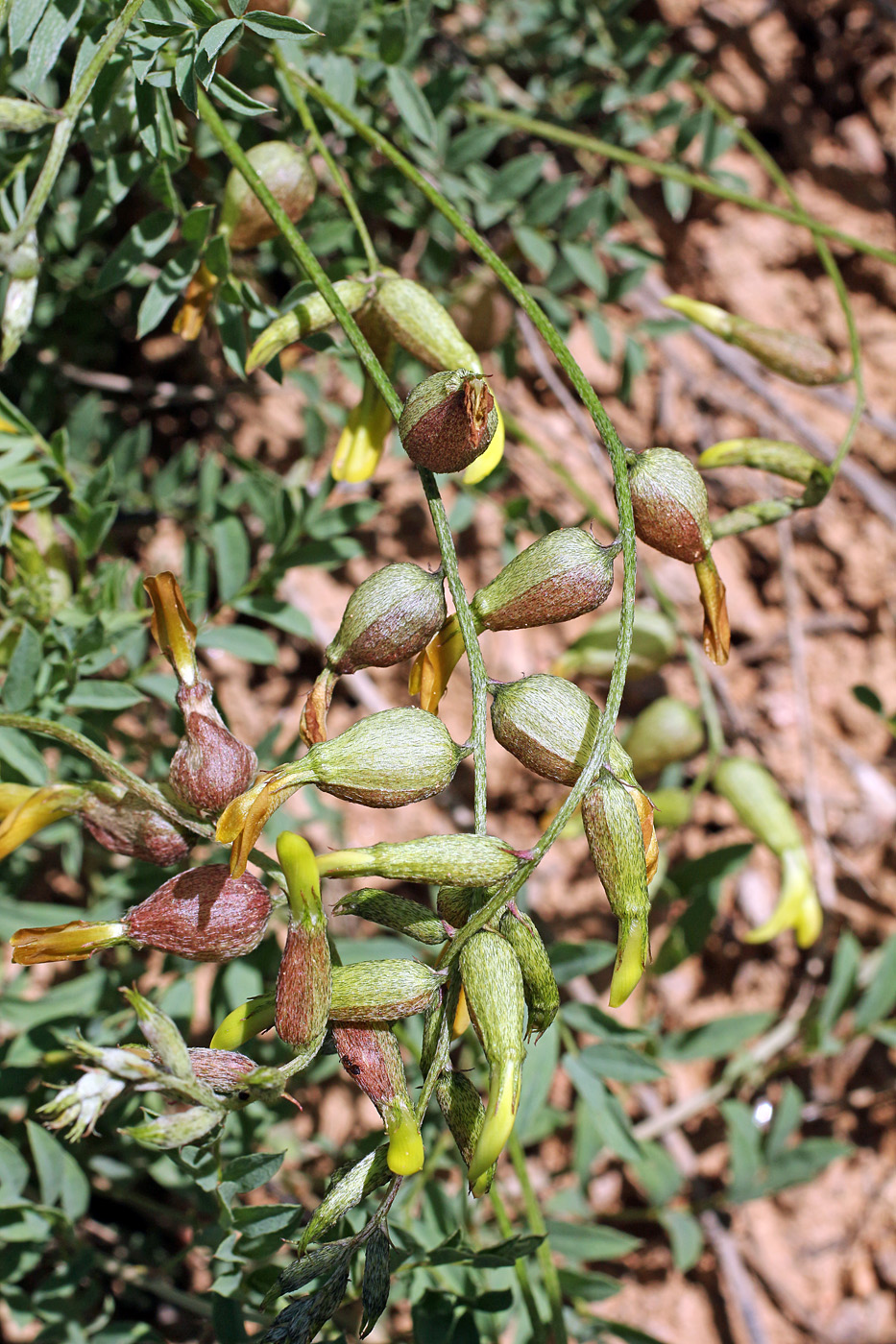 Image of Astragalus xanthomeloides specimen.