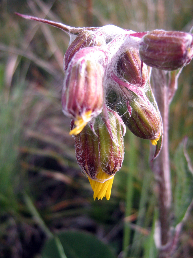 Изображение особи Ligularia narynensis.