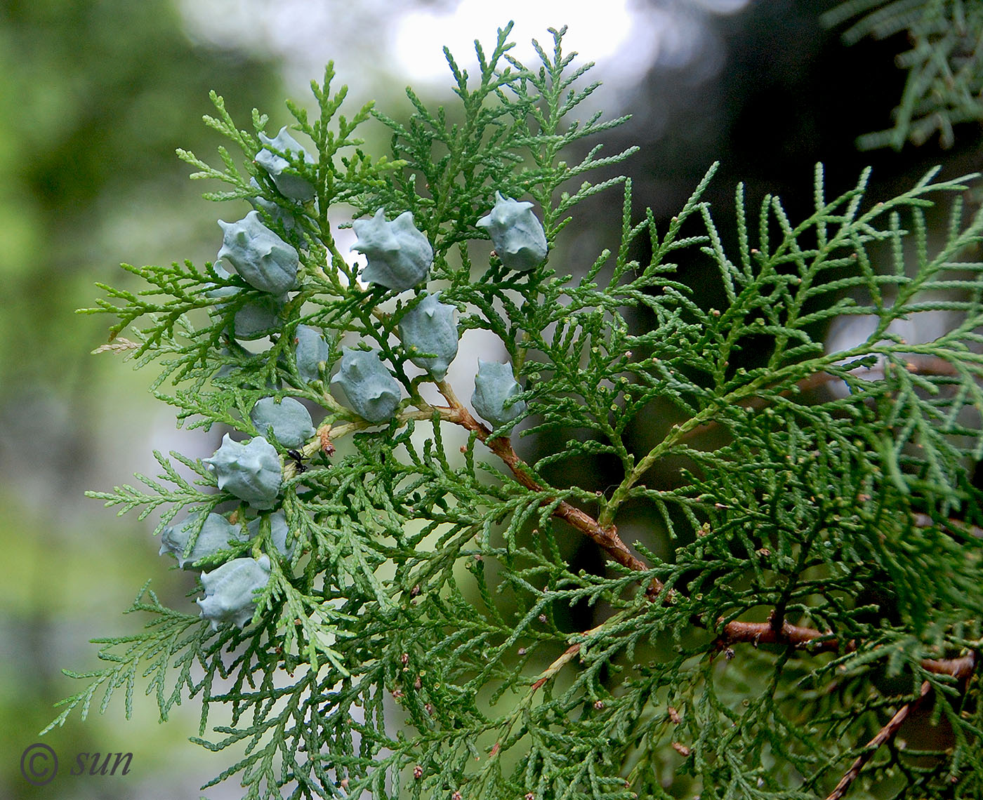 Изображение особи Platycladus orientalis.