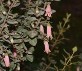 Correa pulchella