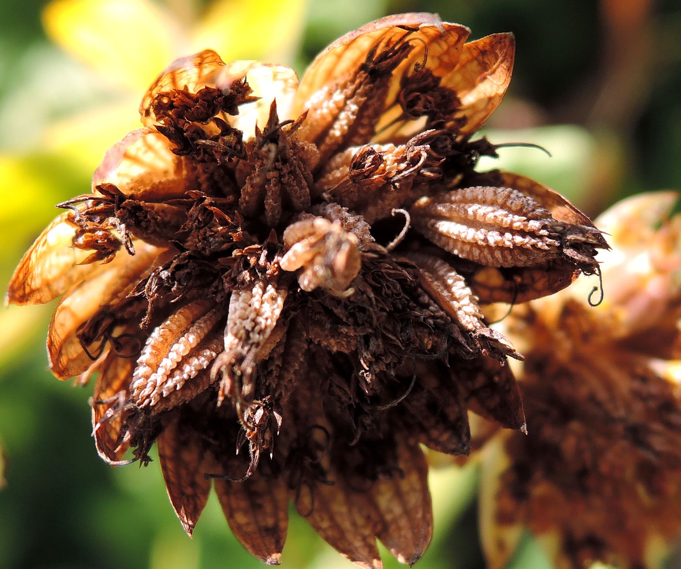 Image of Astrantia major specimen.