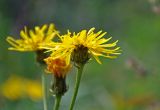 Crepis sibirica. Соцветие. Челябинская обл., Саткинский р-н, хребет Зюраткуль, ≈ 1000 м н.у.м., луг на опушке смешанного леса. 31.07.2019.