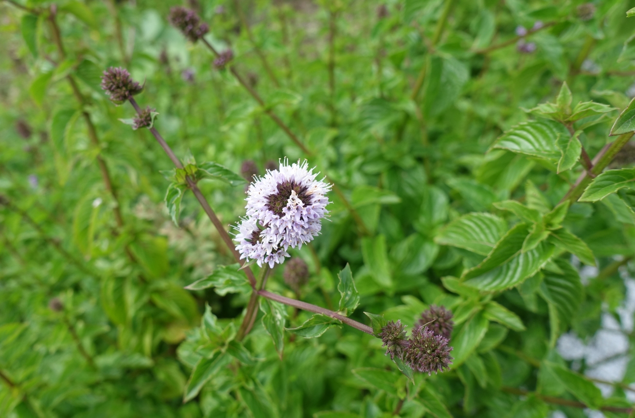 Изображение особи род Mentha.