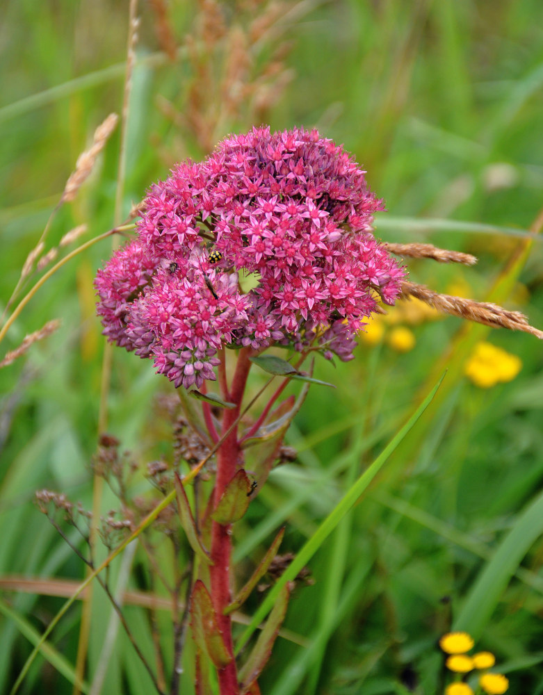 Изображение особи Hylotelephium triphyllum.