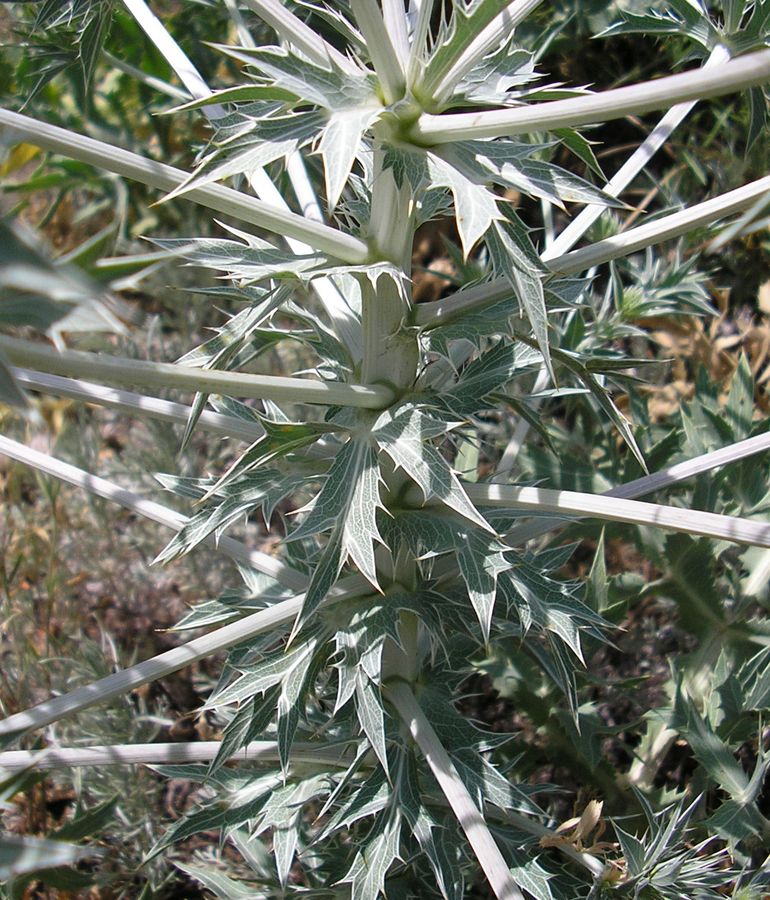 Изображение особи Eryngium campestre.