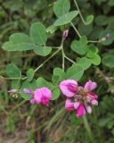 Lespedeza bicolor. Верхушка веточки с соцветиями. Приморский край, Хасанский р-н, окр. с. Витязь, широколиственный лес. 13 сентября 2019 г.