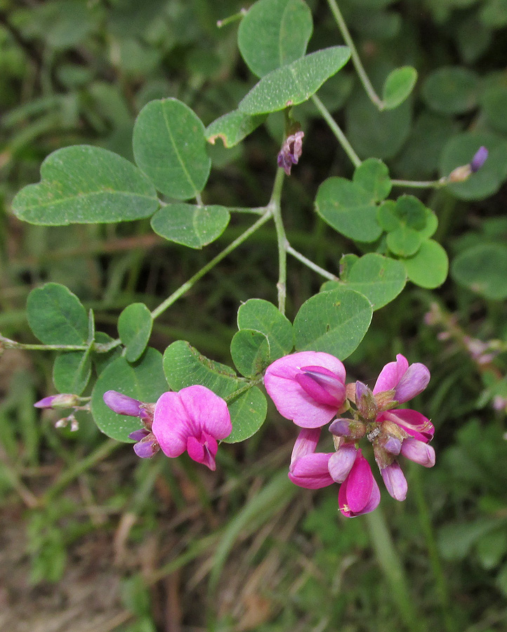 Image of Lespedeza bicolor specimen.