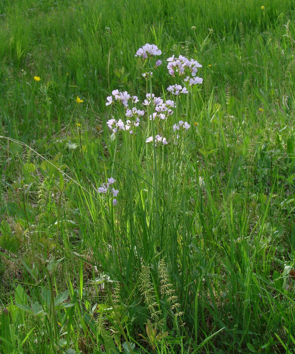 Изображение особи Cardamine pratensis.