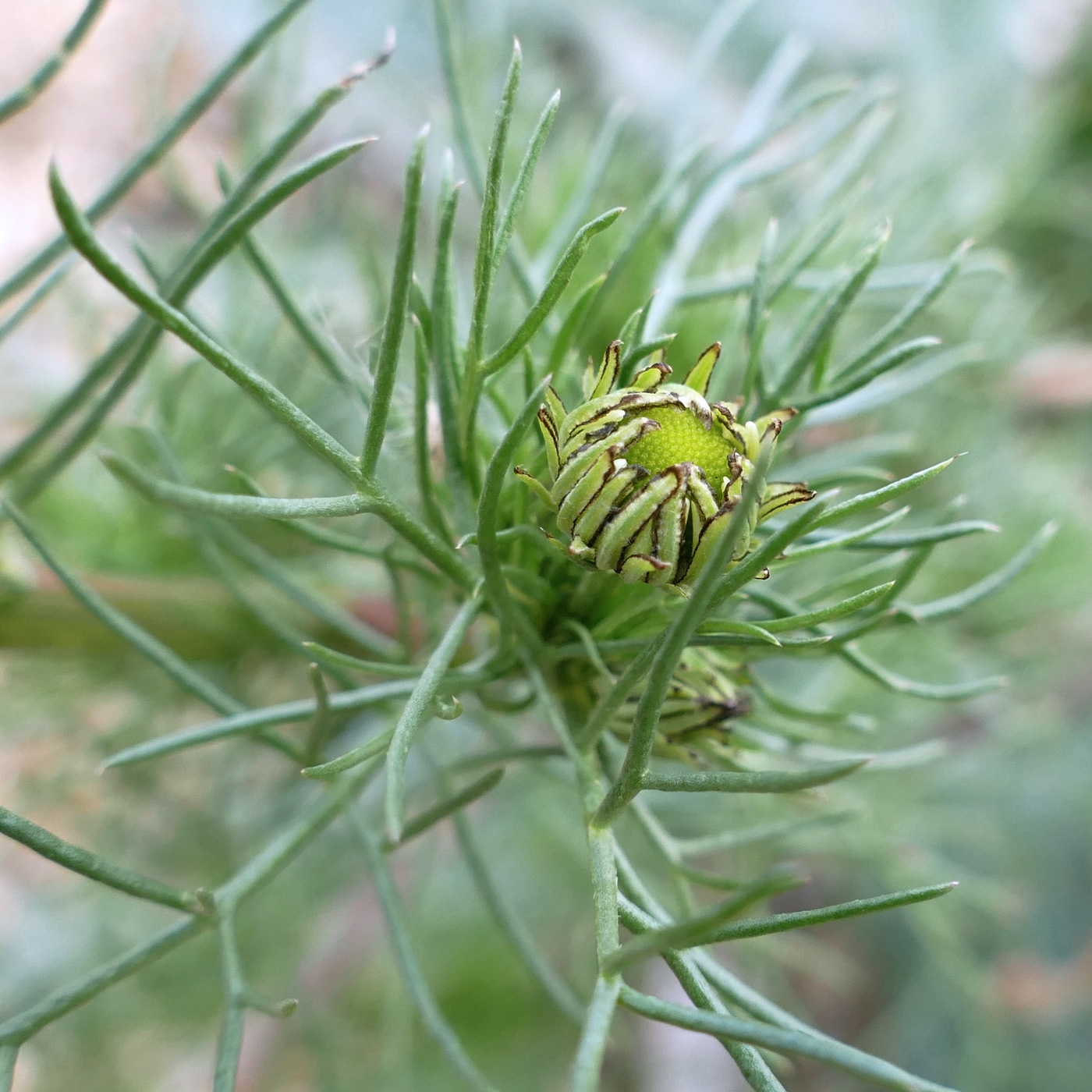 Изображение особи Tripleurospermum inodorum.