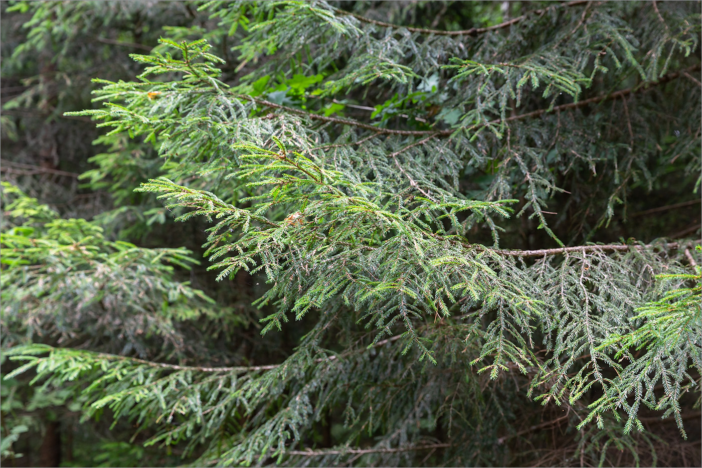 Изображение особи Picea abies.