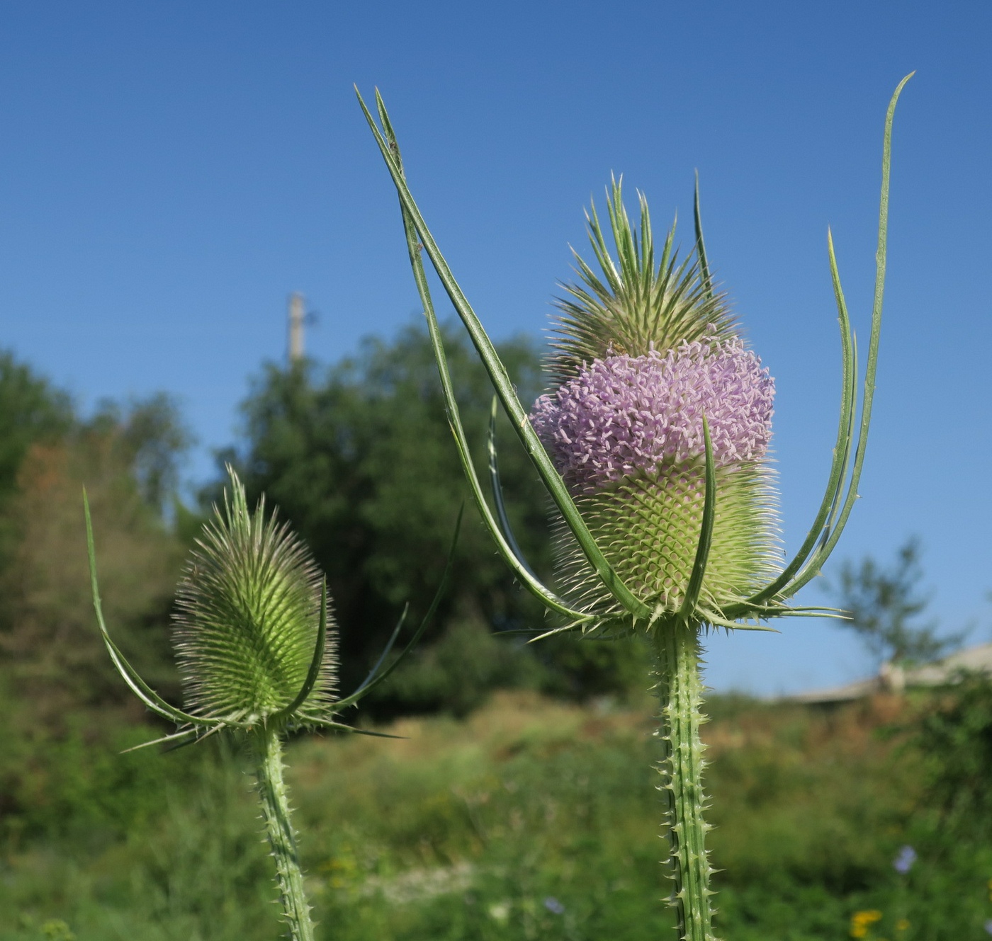 Изображение особи Dipsacus fullonum.