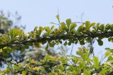 Crescentia cujete. Часть ветки. Перу, г. Лима, ботанический сад Национального Аграрного университета. 07.10.2019.