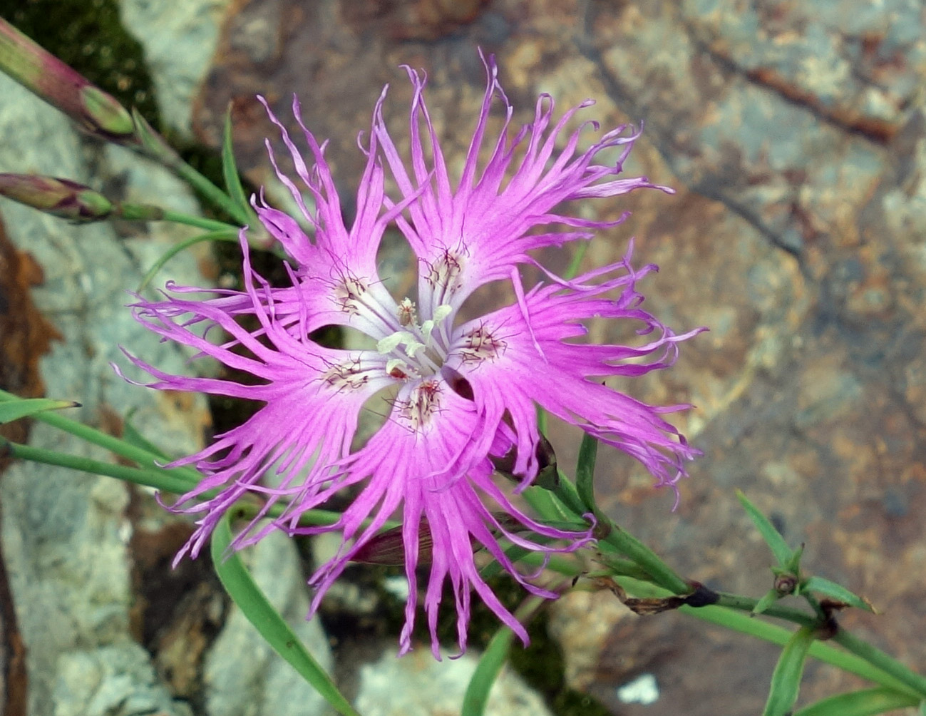 Изображение особи Dianthus superbus.