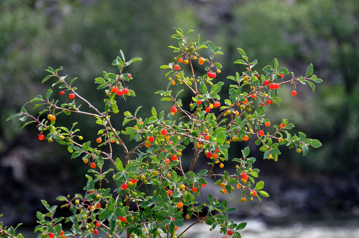 Изображение особи Lonicera microphylla.