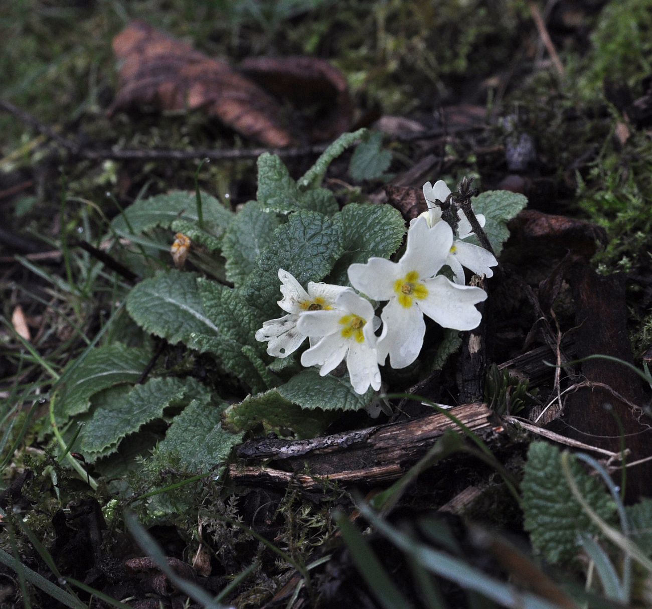 Image of genus Primula specimen.