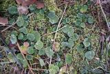 Chrysosplenium alternifolium
