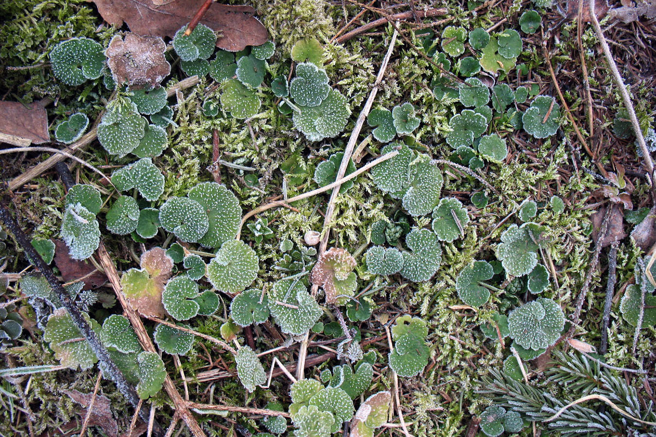 Image of Chrysosplenium alternifolium specimen.