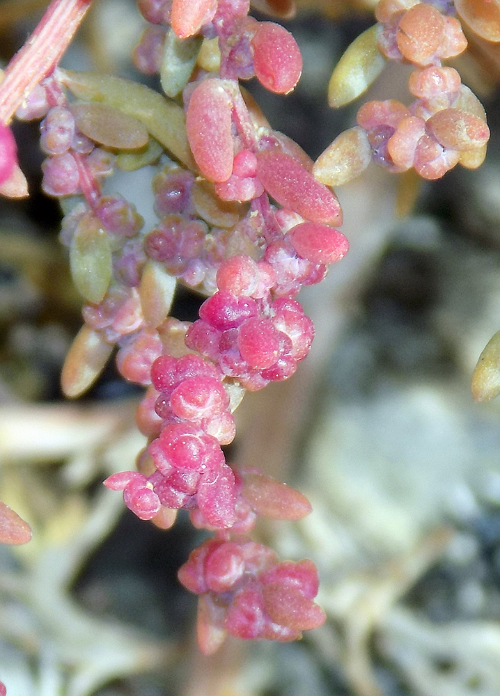 Image of Suaeda prostrata specimen.