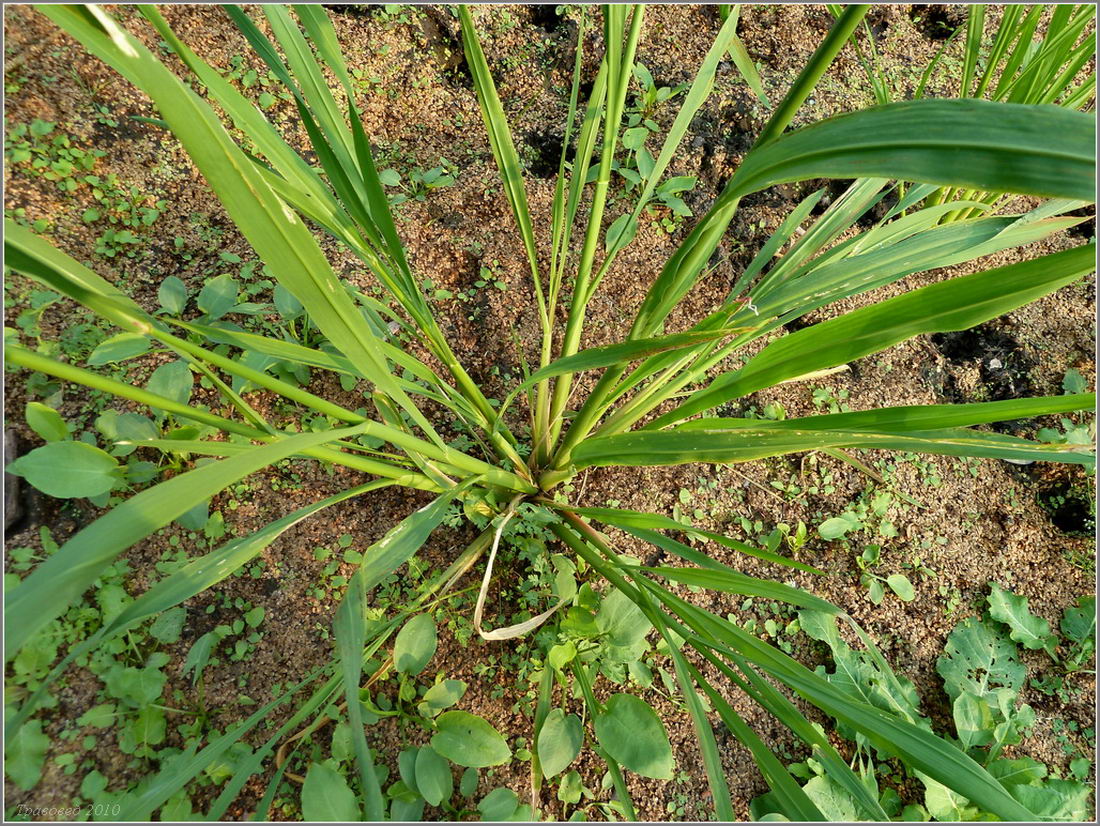 Image of Zizania aquatica specimen.