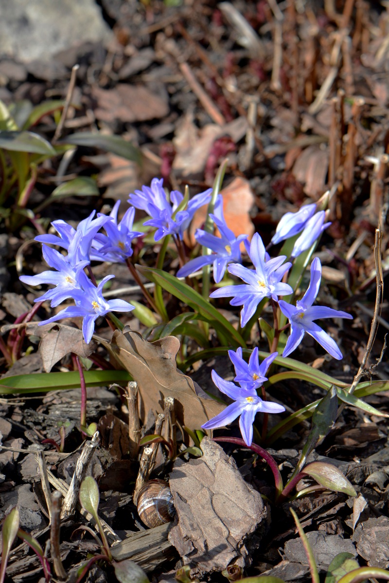 Image of Chionodoxa luciliae specimen.