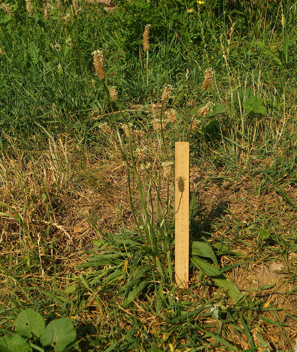 Изображение особи Plantago lanceolata.