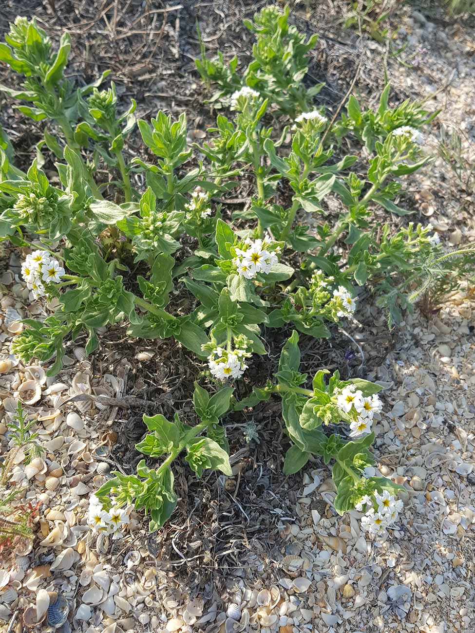 Image of Argusia sibirica specimen.