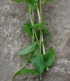 Epilobium adenocaulon