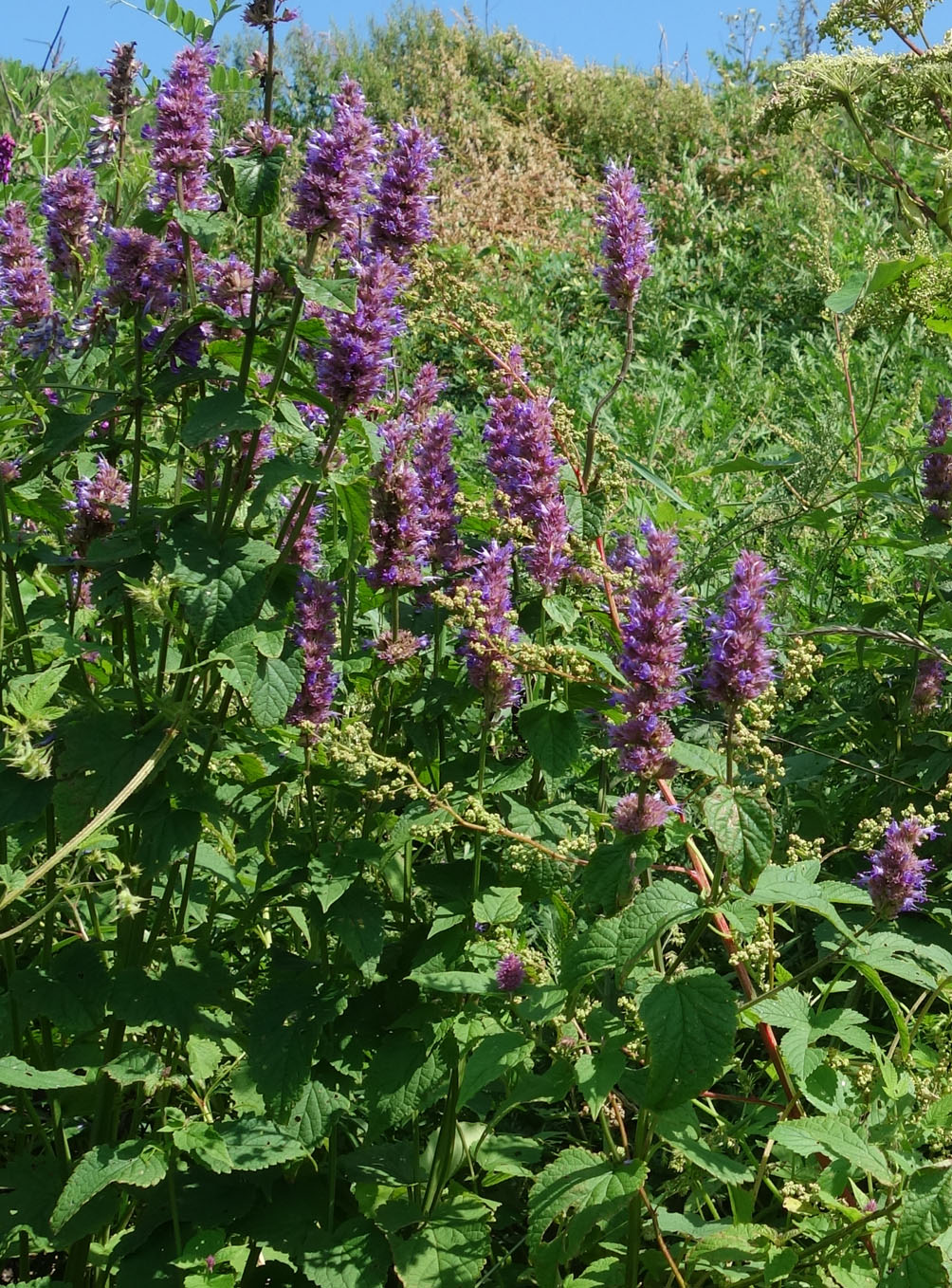 Изображение особи Agastache rugosa.