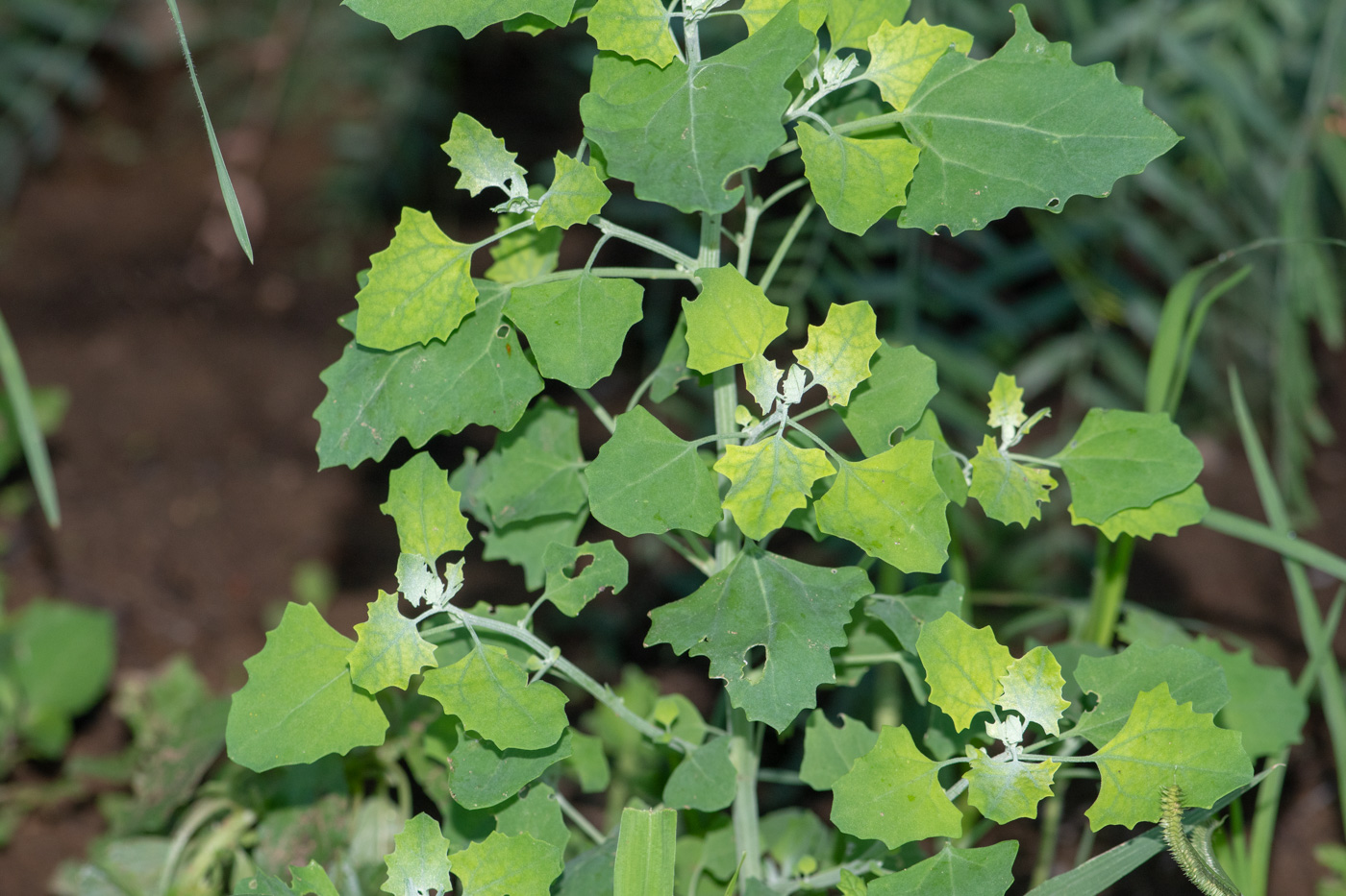 Image of Chenopodium hederiforme specimen.