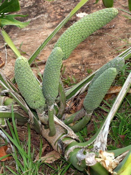 Image of Monstera deliciosa specimen.