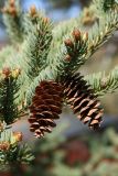 Picea glauca. Часть ветви со зрелыми прошлогодними шишками. Ленинградская обл., окр. пос. Дубки, дачный участок, в культуре. 24.05.2020.